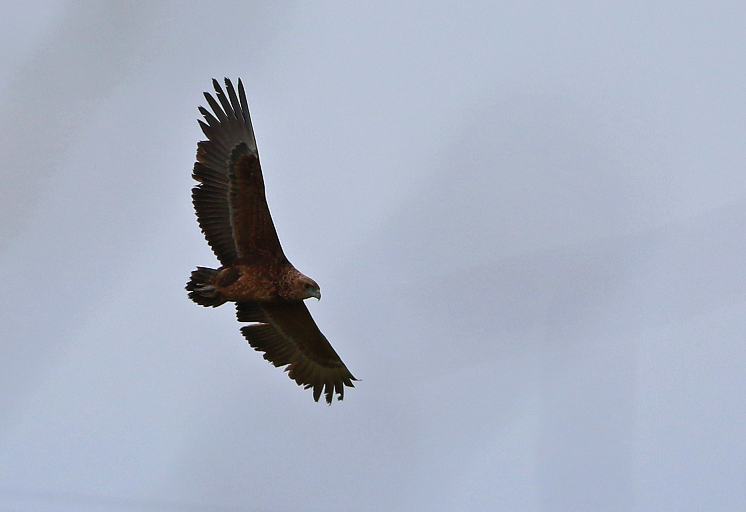 Bateleur